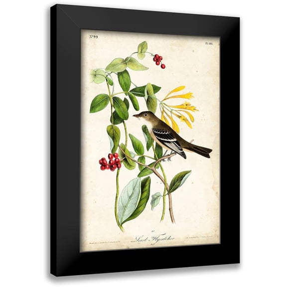 Audubon, John James 13x18 Black Modern Framed Museum Art Print Titled - Audubon Bird and Botanical II