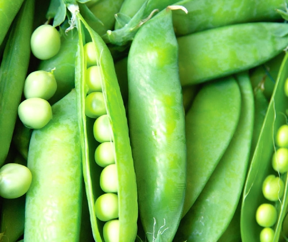 50 Lincoln Pea Seeds Non Gmo Fresh Heirloom Garden Seeds Walmart Com Walmart Com