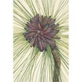 thumbnail image 2 of Mary Vaux Walcott 18x24 Black Ornate Framed Double Matted Museum Art Print Titled: Longleaf Pine. Pinus Palustris (1925), 2 of 5