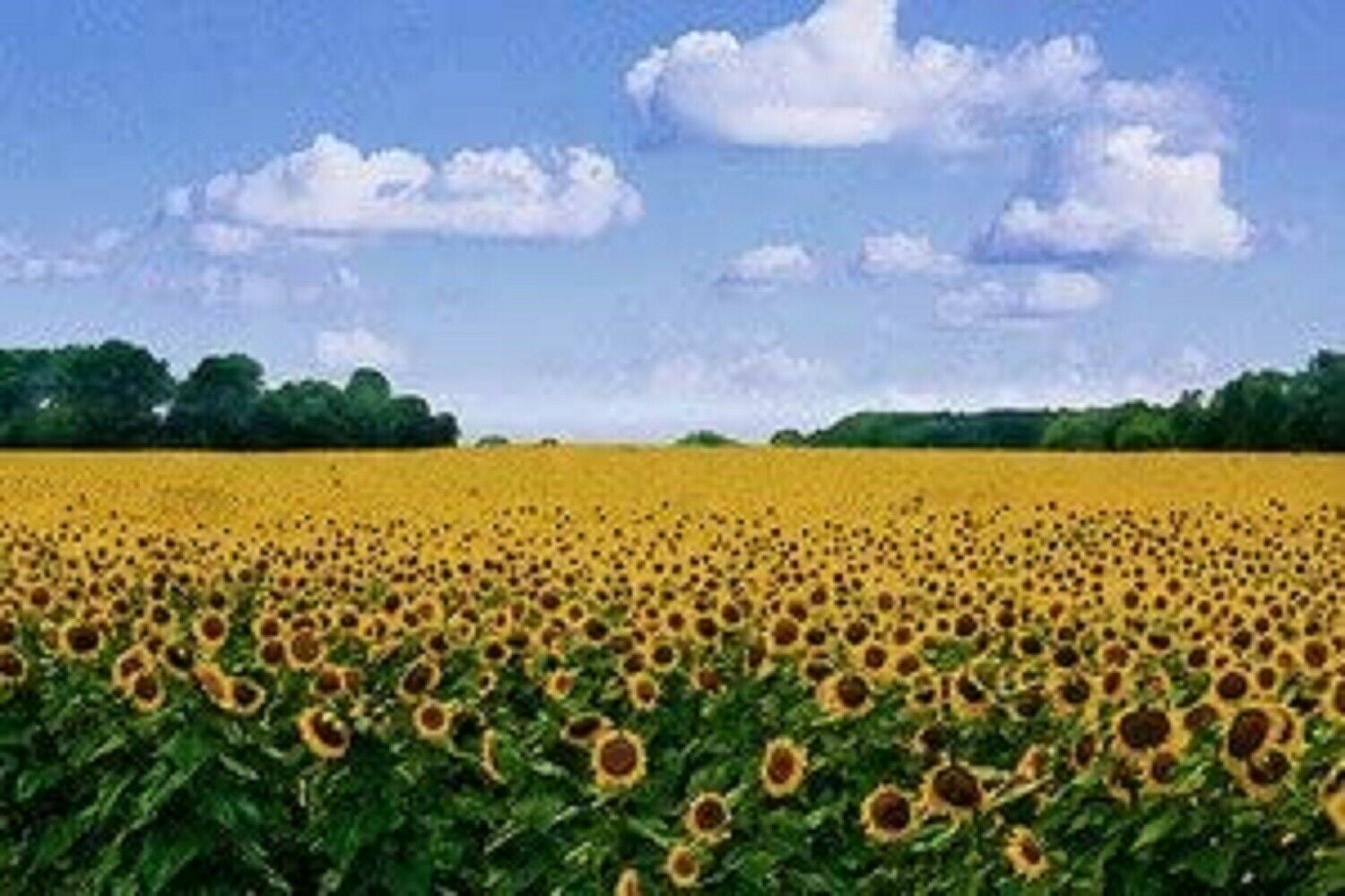 Sea Of Sunflowers CANVAS OR PRINT WALL ART