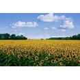 thumbnail image 1 of Sea Of Sunflowers CANVAS OR PRINT WALL ART, 1 of 1