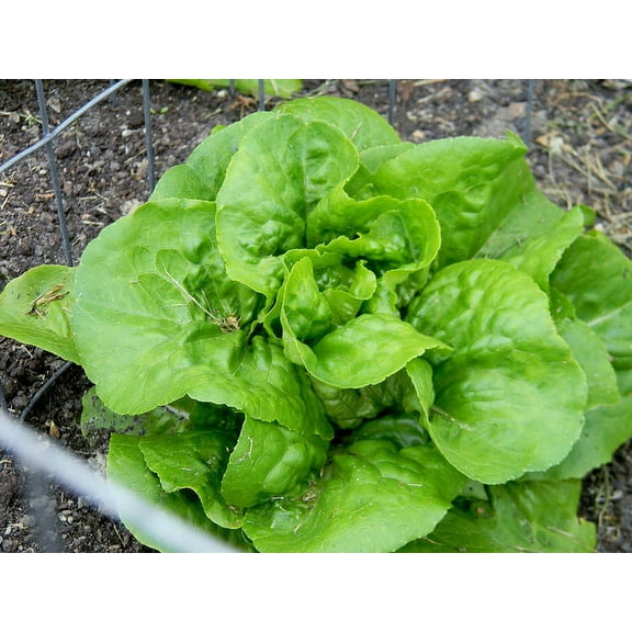 Lettuce Bibb Great Heirloom Vegetable by Seed Kingdom Bulk 1 Lb Seeds