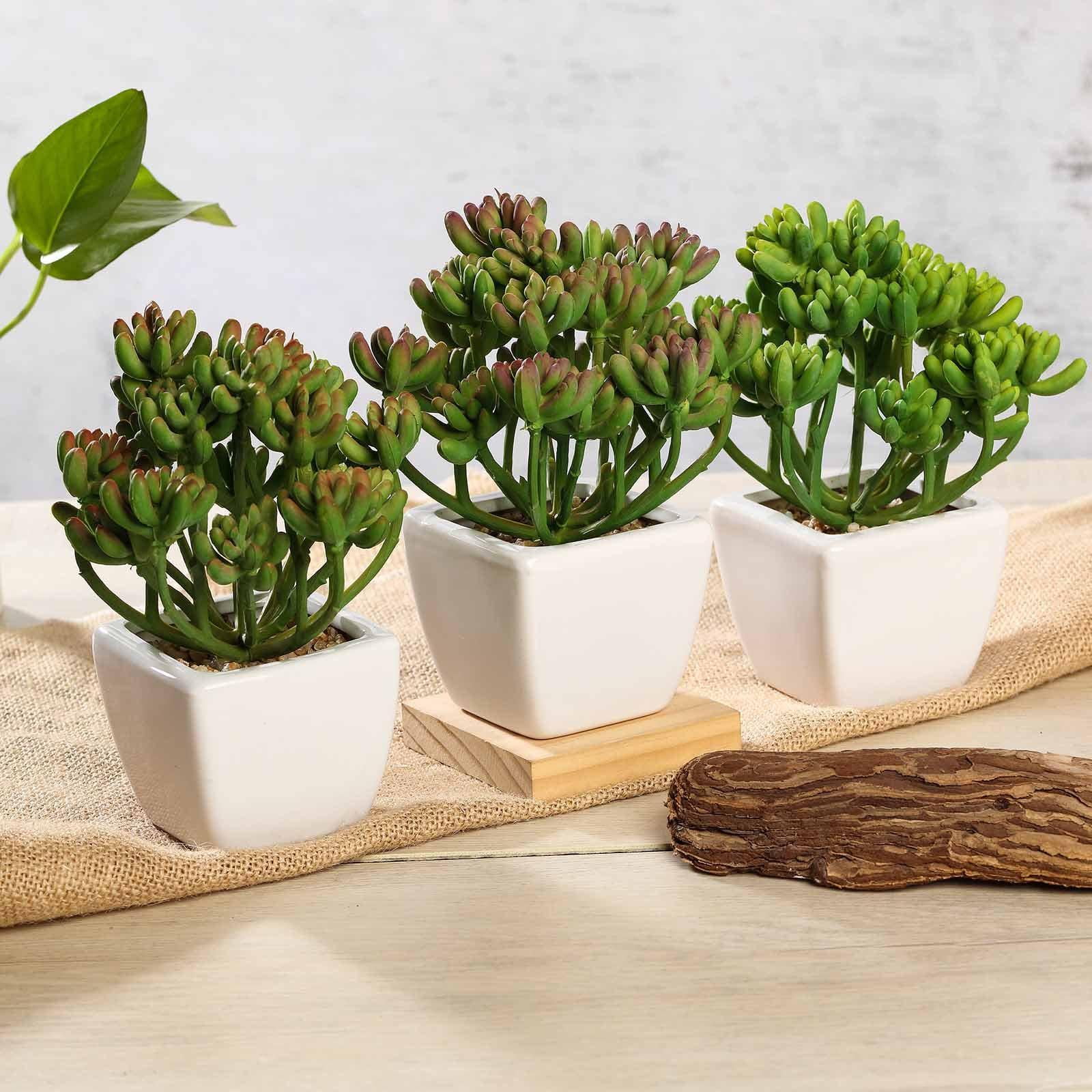 Set of 3 Assorted Fake Succulents in Pot 7'' Assorted Stonecrop