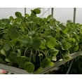 thumbnail image 2 of XXX Large Chinese Money Plant - Pass It On Plant - Pilea peperomioides - 6" Pot, 2 of 4