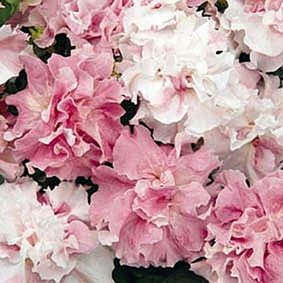 Petunia Double Cascade Orchid Mist Annual MVR1 Seeds