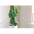 thumbnail image 5 of Monstera Dubia Soil Blend - Ensures Superior Aeration and Drainage for Vibrant Growth - 5 Quart, 5 of 5