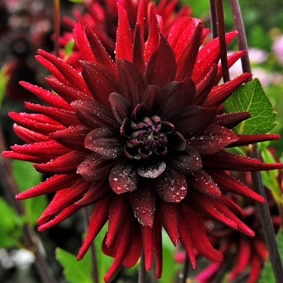 Brigitta Alida Dinnerplate Dahlia Flower Bulbs - HUGE Blooms up to 10" WIDE - Deer Resistant - Good as Cut Flowers - Grows Well In Containers - Easy to Grow Live Plants - Outdoor Garden