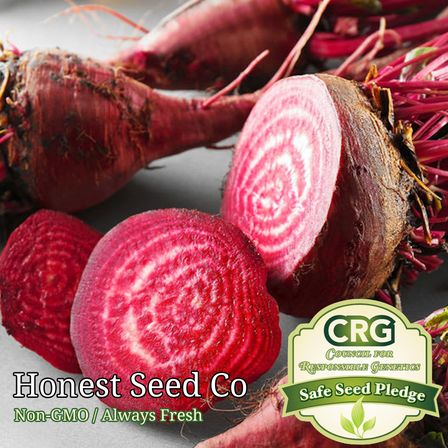 100  Bulls Blood Beet Seeds | 100  Non-GMO Seeds