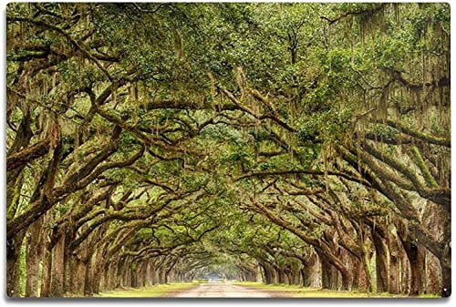 Southern Live Oak Tree  Quercus Virginiana  10 Live Plants  Durable Picturesque Shade Tree  Dark Green Foliage