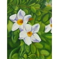 thumbnail image 2 of Stevenson, Graeme 15x18 Gold Ornate Wood Framed with Double Matting Museum Art Print Titled - White Flower, 2 of 4