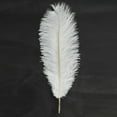 thumbnail image 5 of Ktaxon 100PCS Nature Ostrich Feathers Home Party Decor Color White, 5 of 5