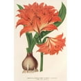 thumbnail image 3 of Charles Antoine Lemaire 13x18 Black Modern Framed Museum Art Print Titled - Amaryllis (Hippeastrum) Alberti (1854-1896), 3 of 5