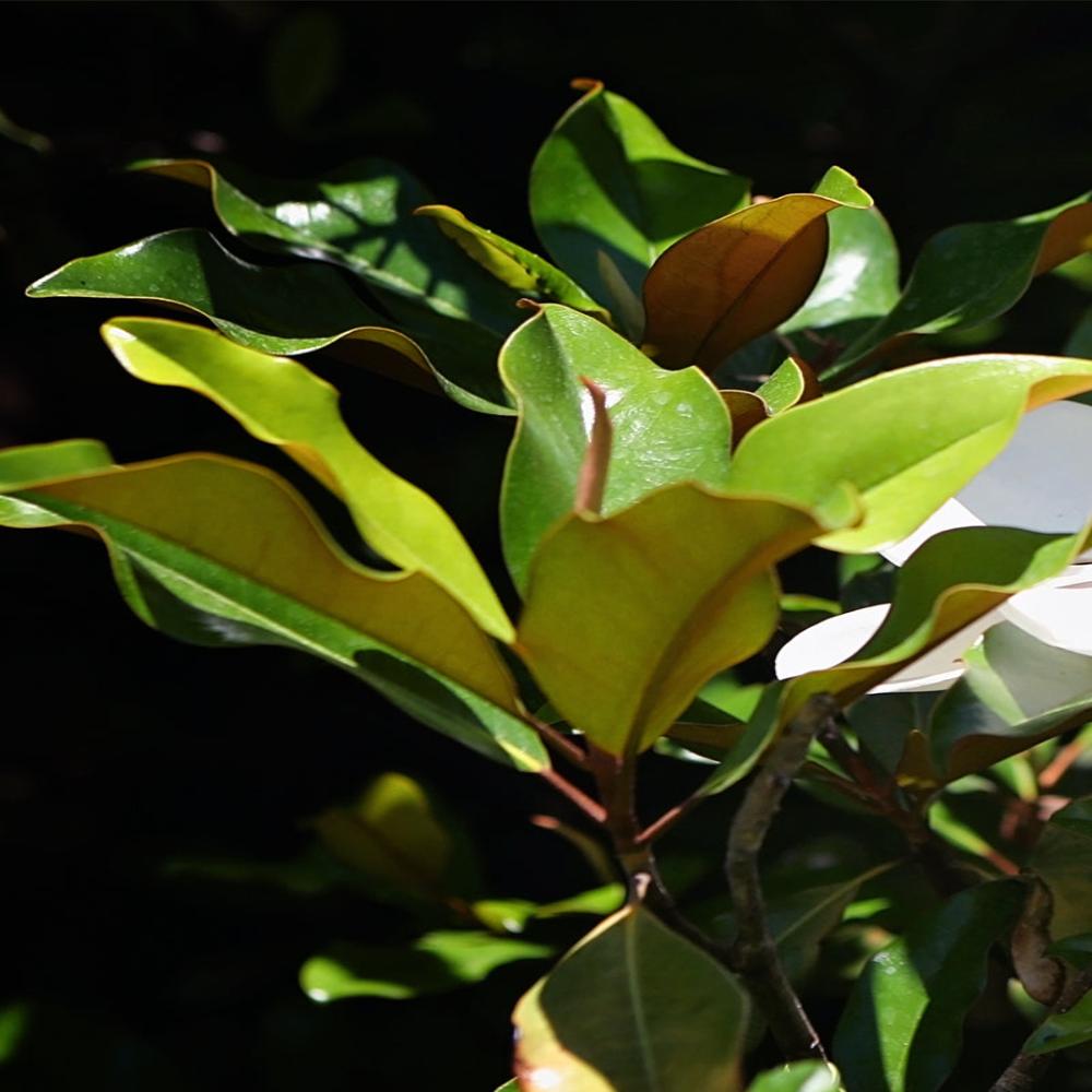 Expert Gardener 3-4 ft tall Bracken's Brown Beauty Southern Magnolia Live Tree in 7-Gallon Grower Pot