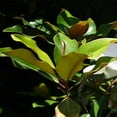thumbnail image 4 of Expert Gardener 3-4 ft. tall Bracken's Brown Beauty Southern Magnolia Live Tree in 7-Gallon Grower Pot, 4 of 6