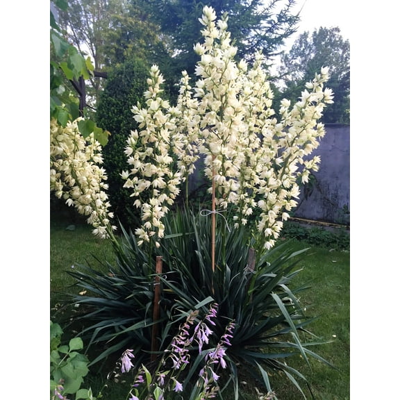 100 YUCCA (Soapweed / Soapwell / Beargrass / Great Plains Yucca) Yucca Glauca Flower Seeds