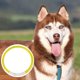 thumbnail image 5 of Collar de perro LED Up Arnés cuello Correa brillante Amarillo Gloria Collar luminoso, 5 of 8
