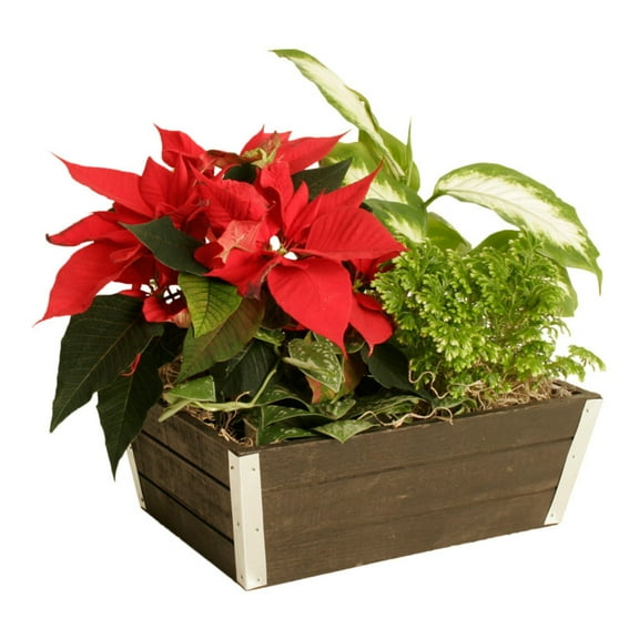 Wald Import Wood Crate Planter