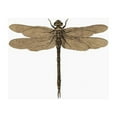 thumbnail image 2 of CafePress - Dragonfly Vintage - Adjustable Unisex Printed Trucker Hat with Mesh Back, 2 of 8