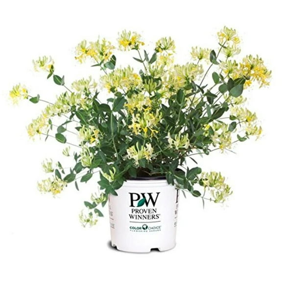 Scentsation Honeysuckle Lonicera peric. | 2 Gallon Size Container