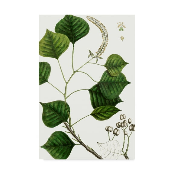 Trademark Fine Art 'Tallow Tree' Canvas Art by Thomas Nuttall