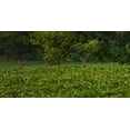 thumbnail image 2 of Evolved Habitats Harvest Throw And Gro, 5-Lbs., 2 of 4