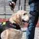 thumbnail image 4 of 2 parches bordados para perros de servicio, parches de identificación para perros, parches de no acariciar, parches para arneses de mascotas., 4 of 7