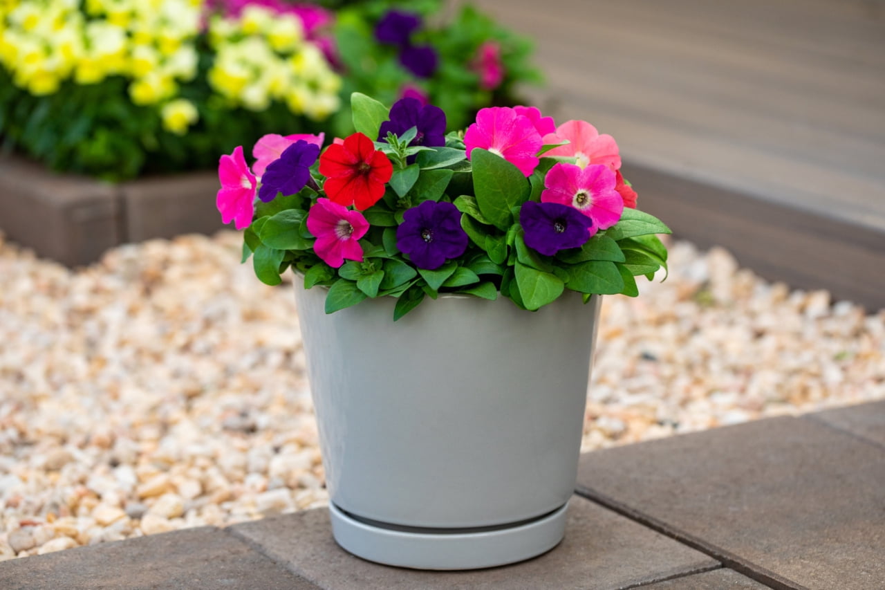 Expert Gardener 1PT Multicolor Petunia Live Annual Plant Sun 6-Pack