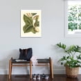 thumbnail image 3 of Art.com Fantastical Botanical IV Stretched Canvas Print Wall Art by Vision Studio, 24" x 32", 3 of 4
