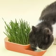 thumbnail image 4 of Cat Grass Growing Pot, Soilless Hydroponic Wheat Kit, Digestion Aid, Natural Snack, Modern Design, For Cats, Indoor Pet Care, Grass Nurture System TOPLIU, 4 of 6