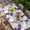 Purple, variant on Purple Pink Roses Table Cloths for 6 Foot Rectangle Tables, Spring Floral Elegant Pastoral Botanical Patio Waterproof Elastic Fitted Tablecloths, Washable Rectangular Table Cover for Camping