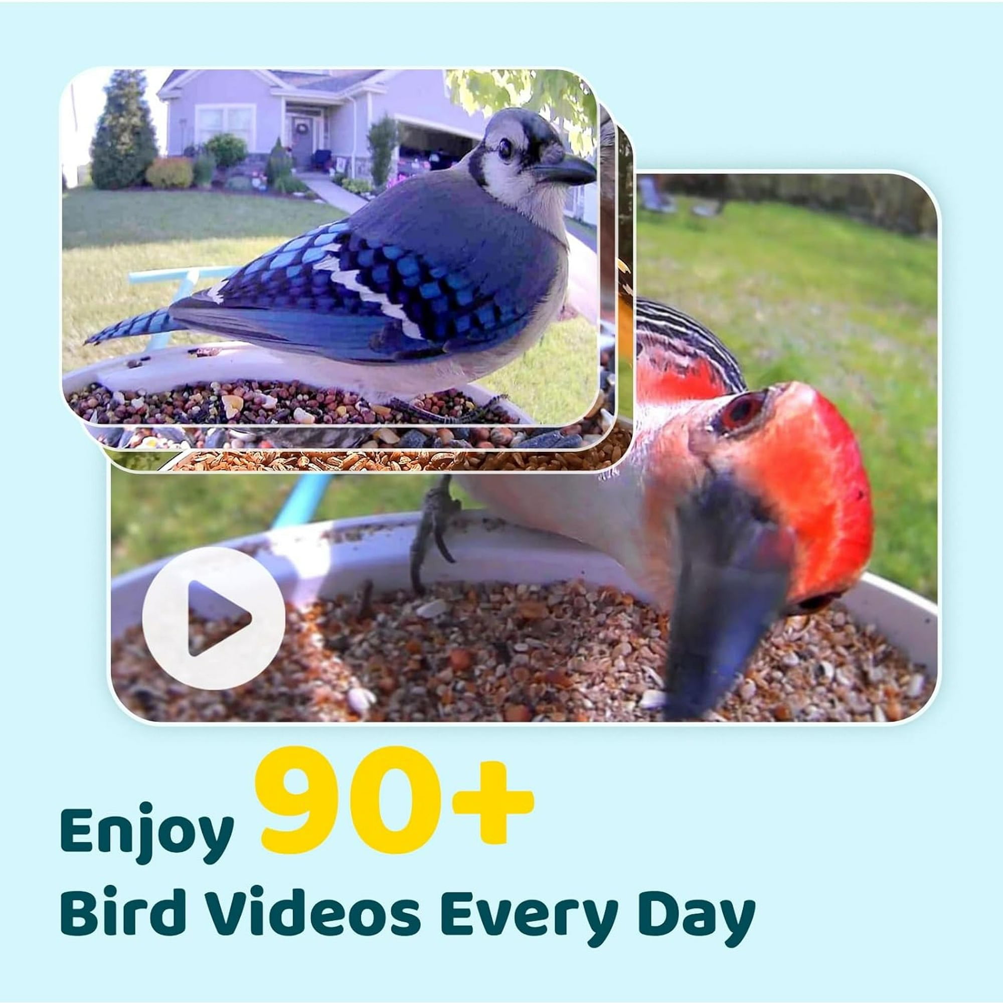 Netvue Birdfy Smart Bird Feeder with Camera and AI Bird Identification by Subscription - Christmas Packaging Perfect Gift for Bird Lovers