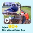 thumbnail image 5 of Netvue Birdfy Smart Bird Feeder with Camera and AI Bird Identification by Subscription - Christmas Packaging Perfect Gift for Bird Lovers, 5 of 7