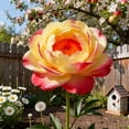 thumbnail image 3 of Resistant-Peony, Easy Grow - Ideal for Beds Borders, Plant Pots & Planters,Low Maintenance., 3 of 6