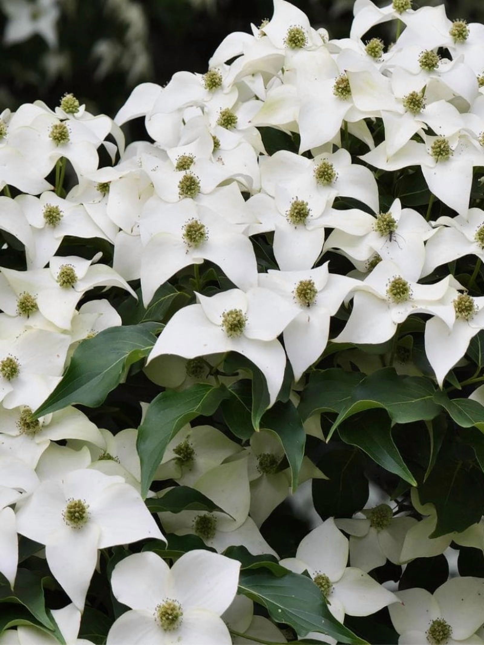 Expert Gardener 2-3 ft. Tall Cellestial Shadow Dogwood Live Tree in 3- Gallon Grower Pot