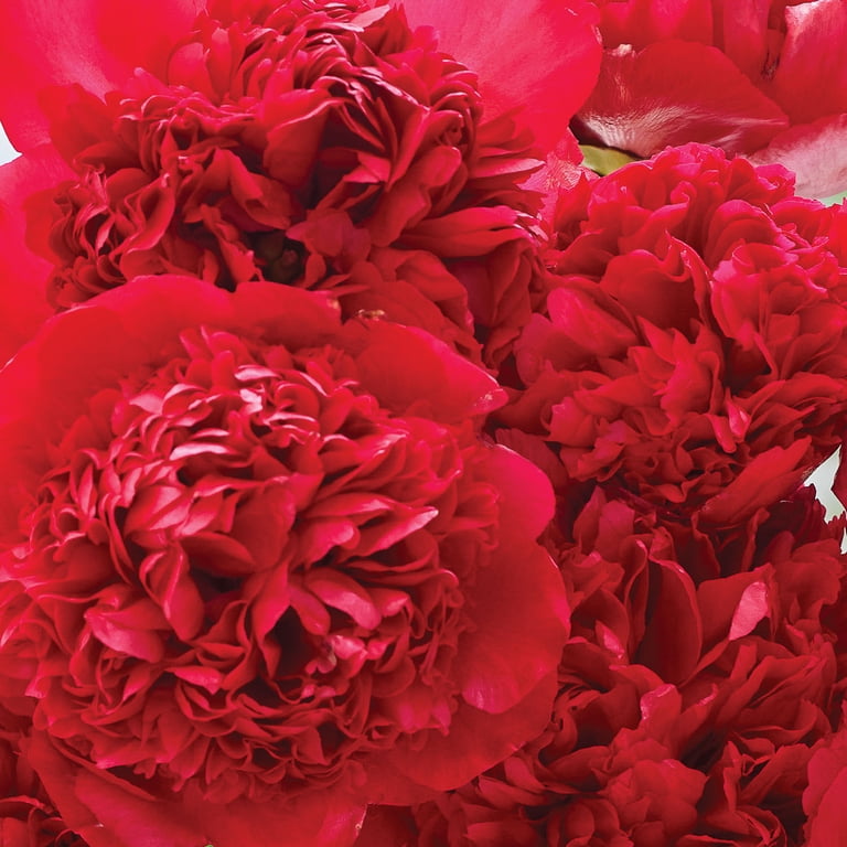 Van Zyverden Peony Felix Crousse, Red Blooms, Perennial Plant