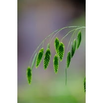 100 Indian Woodoats Grass Seeds for Planting - Chasmanthium latifolium - Wild Oats