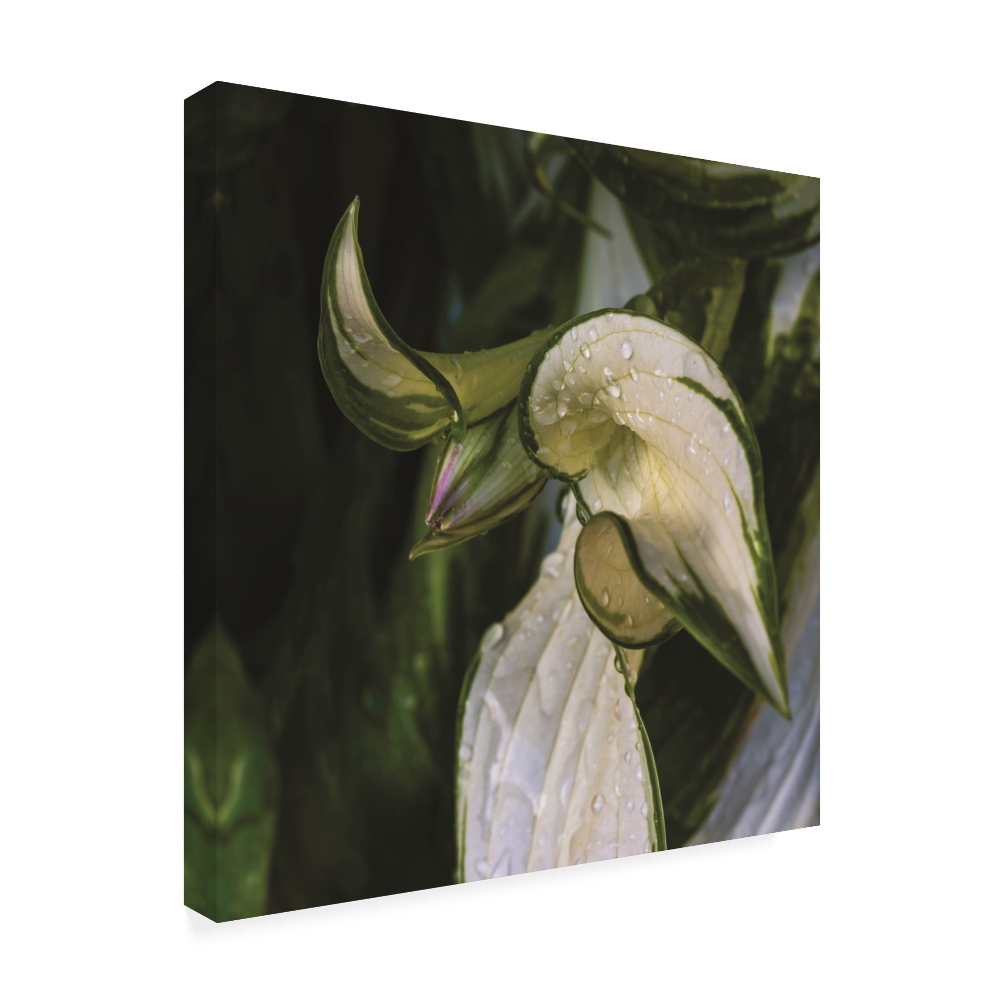 Trademark Fine Art 'Hosta Flower Bud' Canvas Art by Kurt Shaffer