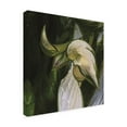 thumbnail image 2 of Trademark Fine Art 'Hosta Flower Bud' Canvas Art by Kurt Shaffer, 2 of 4