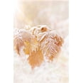 thumbnail image 2 of Murdock, Ramona 11x14 White Modern Wood Framed Museum Art Print Titled - Frosted Leaves, 2 of 4