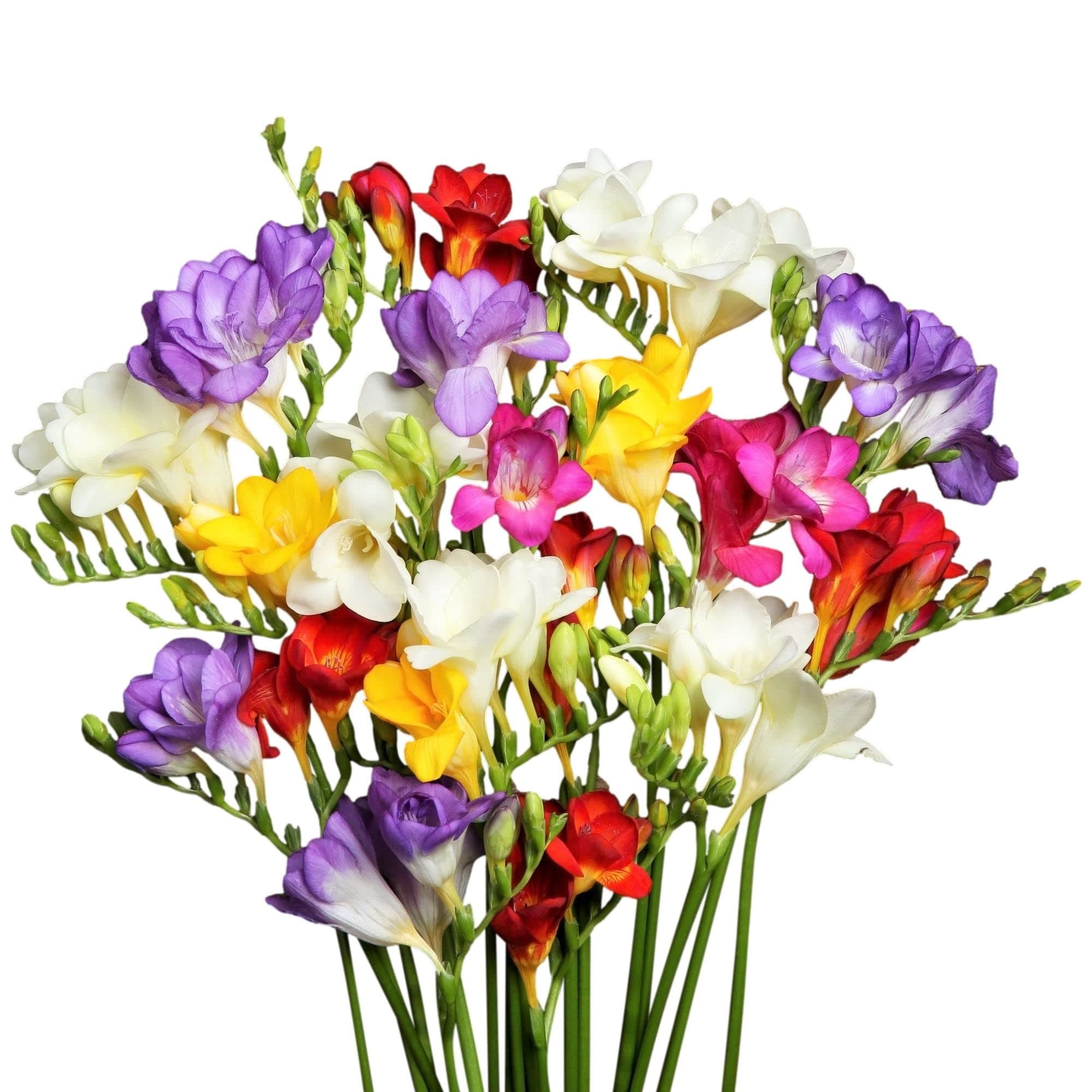 Mixed Freesia Bulbs (5) for Spring Planting Beauitful Vibrant Colors