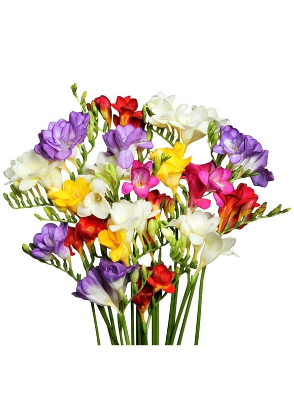 Spring Bulbs in Plant Bulbs