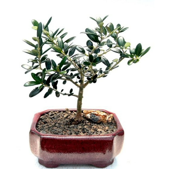 Flowering & Fruiting European Olive Bonsai Tree Plant (olea europaea "little ollie")