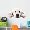 thumbnail image 1 of Young Golden Retriever Lying Wall Decal by Wallmonkeys Peel and Stick Graphic (36 in W x 16 in H) WM296174, 1 of 4