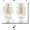 7, variant on Science Wall Art Muscle System Human Anatomy Diagram Medical Education Supplies HD Oil On Canvas Posters And Prints Home DecorDimensions: 50*70 cm, unframed.,76