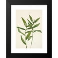 thumbnail image 2 of Mary Vaux Walcott 14x18 Black Modern Framed Museum Art Print Titled - Star Solomonplume. Vagnera Starrata (1925), 2 of 5