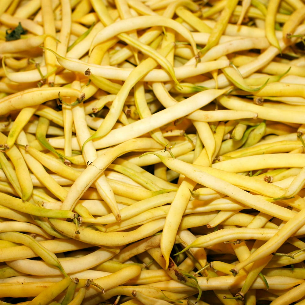 Top Notch Golden Wax Bush Beans 5 Lb NonGMO, Heirloom Vegetable