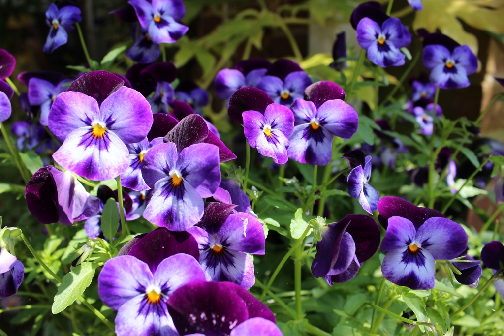 25 Purple Violet Pansy Viola Seeds - Cold and Draft - Open and Self-Pollinating - for Late Summer or Spring Planting