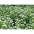 thumbnail image 2 of MANCAN BUCKWHEAT 5 Lb Cover Crop - Wild Life and Game Attactant - Bee Pollinator, 2 of 4