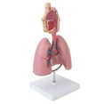 Respiratory System Model with Removable Heart Human Lung Anatomical