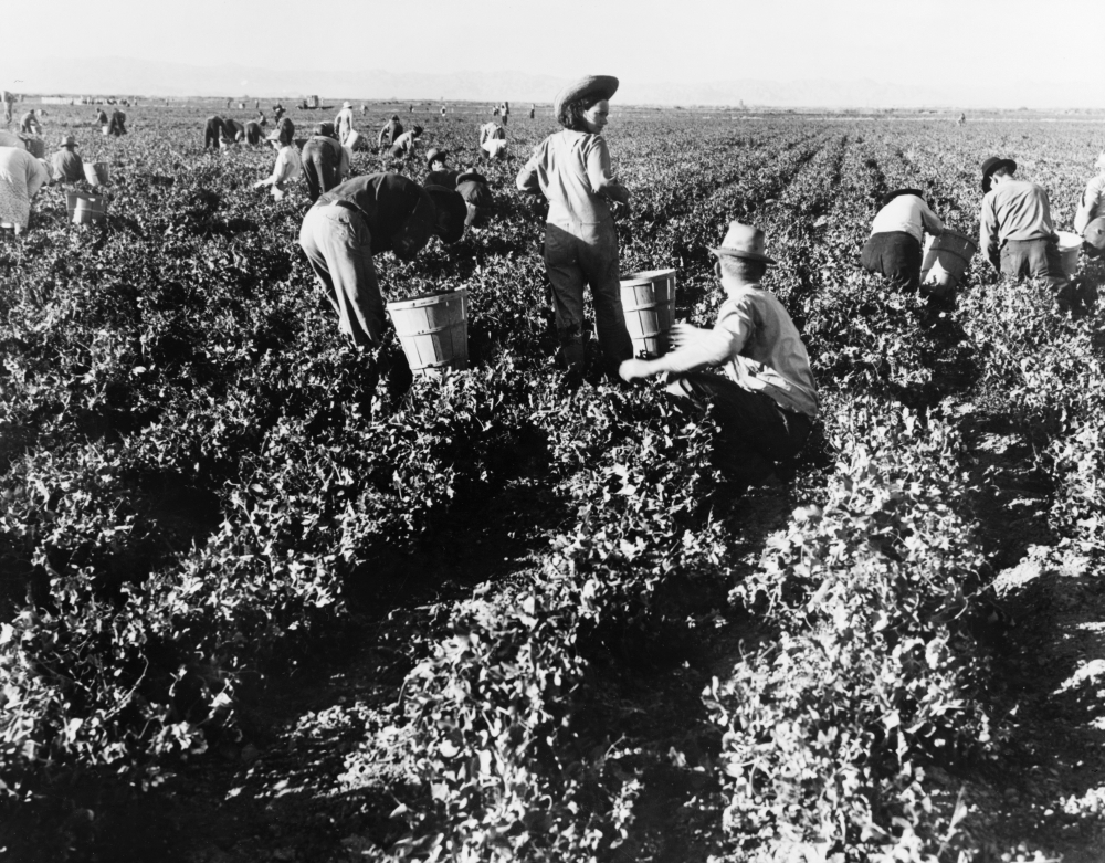 Pea Pickers 1939 Na Field Of Migrant Workers Picking Peas On A Farm